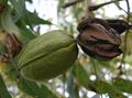 pecan 